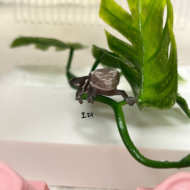 아잔틱