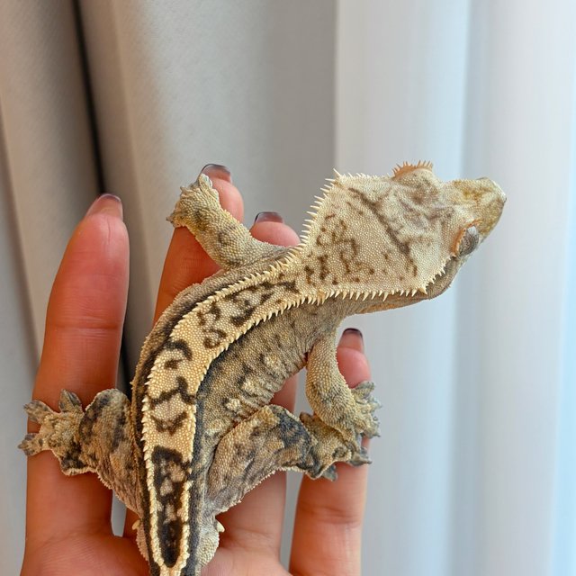 100%헷아잔틱 쿼드