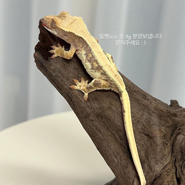릴리화이트 릴리100%헷아잔틱