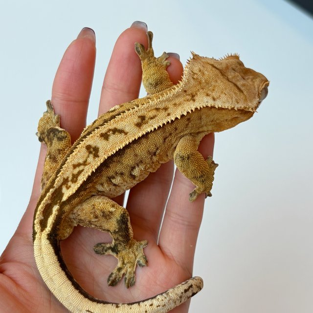 100%헷아잔틱 쿼드 풀핀