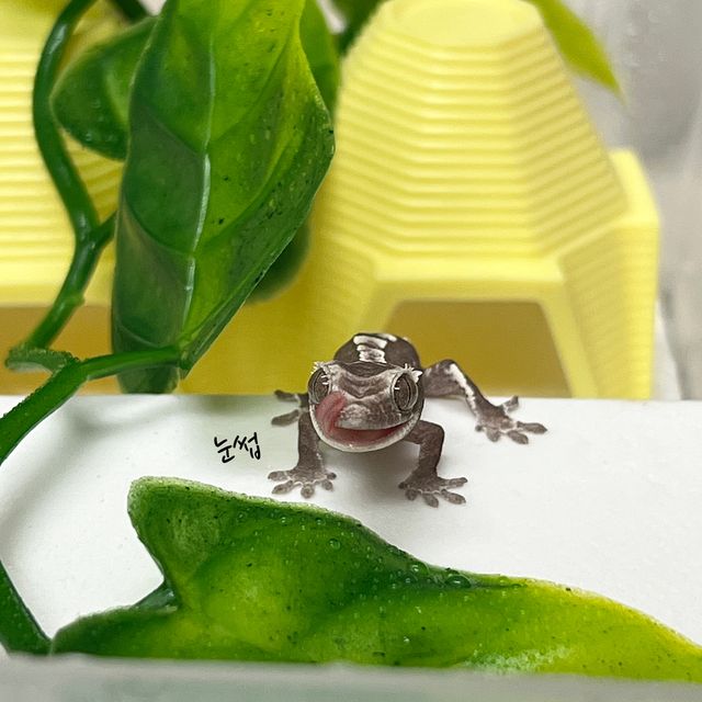 아잔틱
