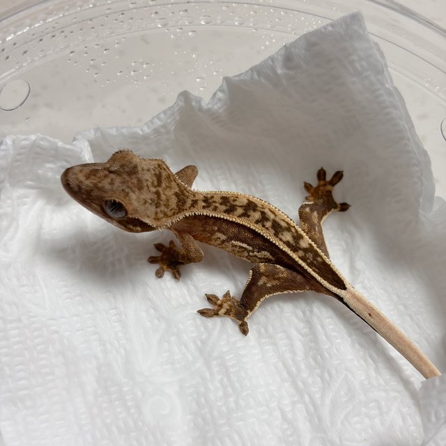 100%헷아잔틱 쿼드 풀핀