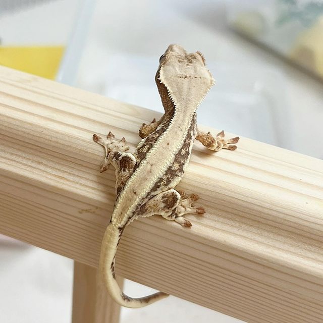 릴리화이트 릴리100%헷아잔틱