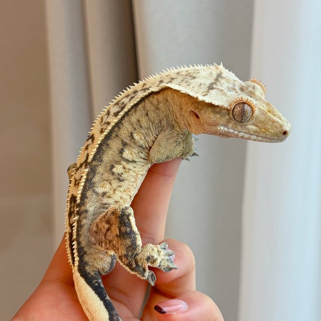 100%헷아잔틱 쿼드