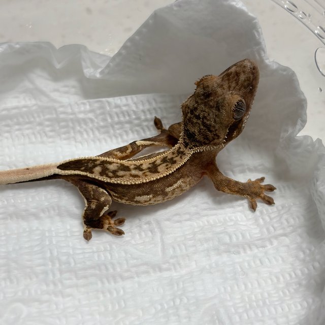 100%헷아잔틱 쿼드 풀핀