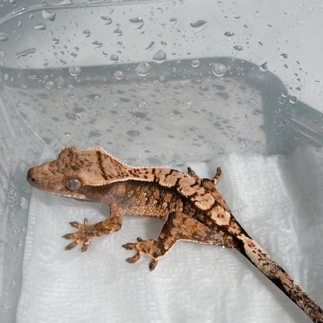 트라이 익스트림할리퀸