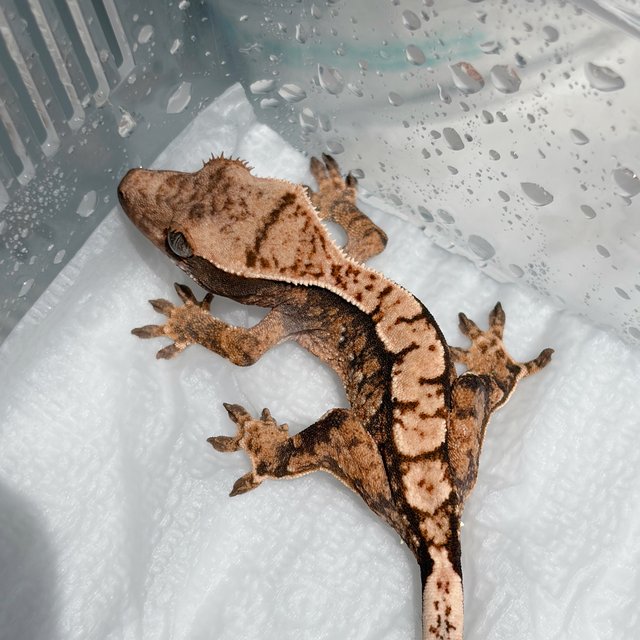 트라이 익스트림할리퀸