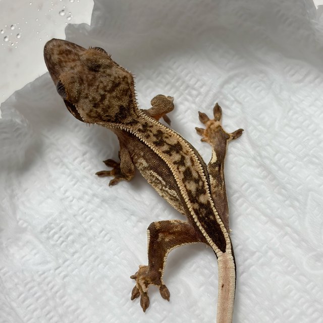 100%헷아잔틱 쿼드 풀핀