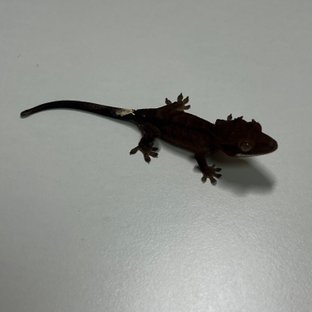 챠콜