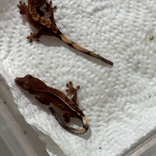 카푸치노