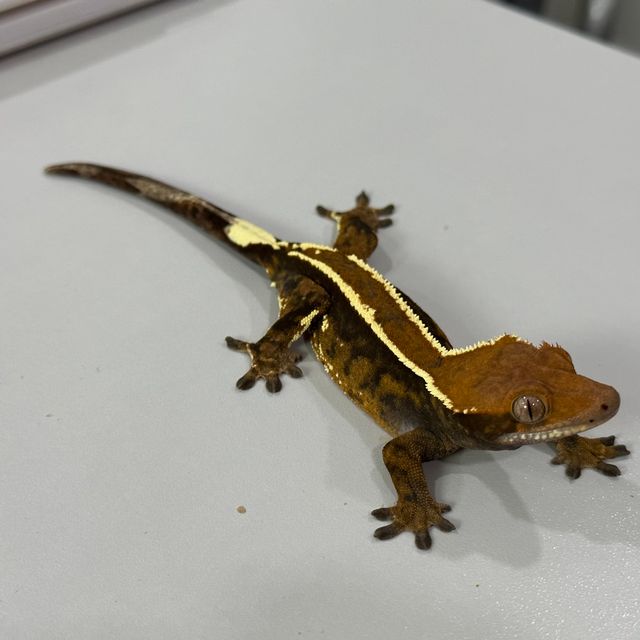 카푸치노