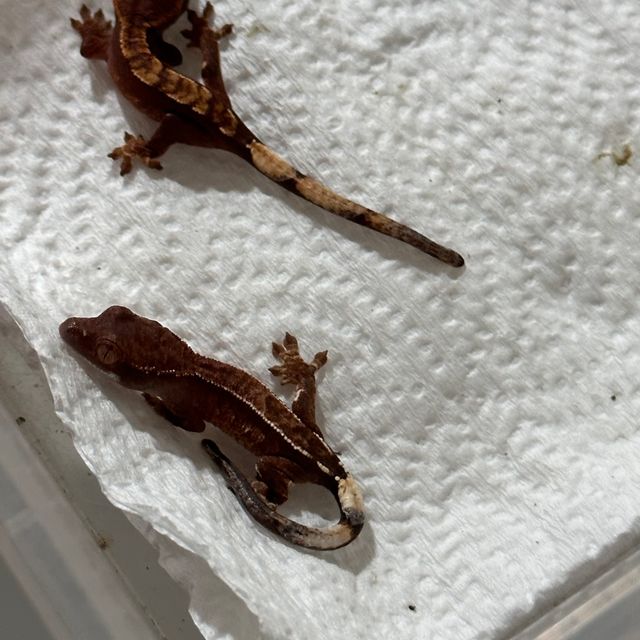 카푸치노