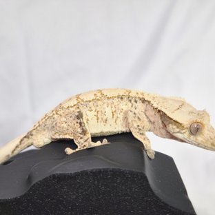 노멀 드리피 화이트스팟