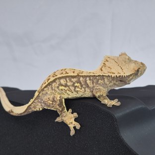 노멀 트라이 쿼드