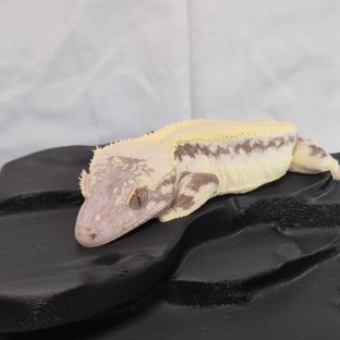 릴리 세이블 솔리드백