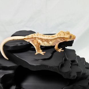 노멀 레드 화이트 드리피