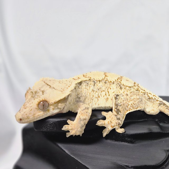 노멀 드리피 화이트스팟