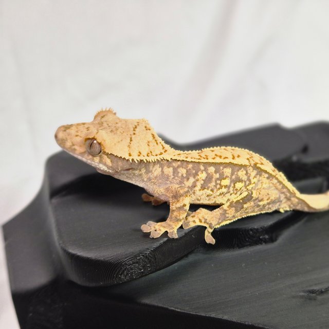 노멀 트라이 쿼드