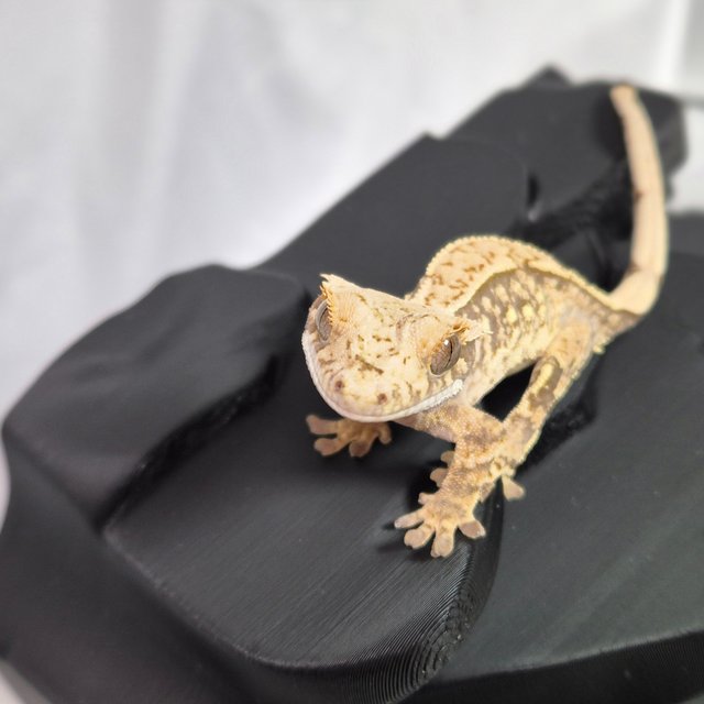 노멀 트라이 쿼드