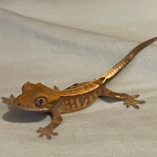 카푸치노 엠티백 화이트핀 다크