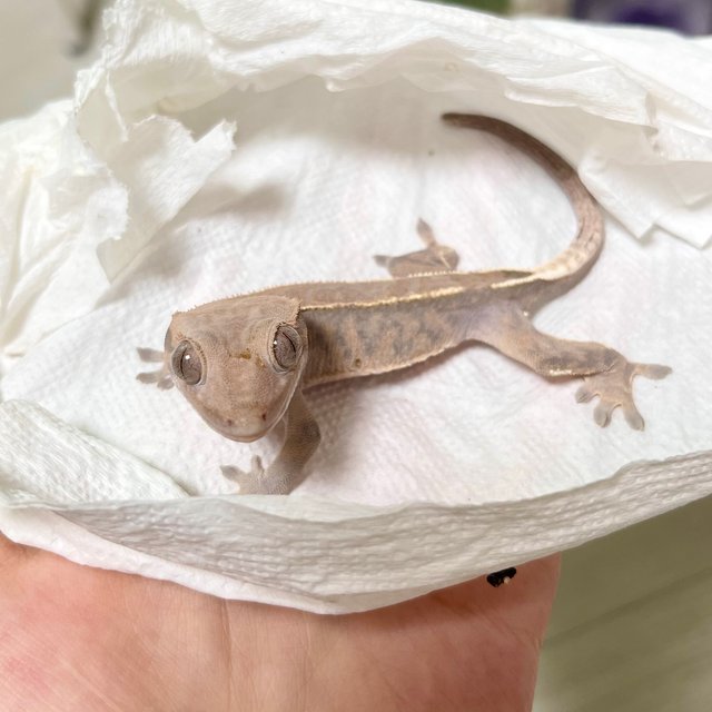 카푸치노 엠티백 화이트핀 다크