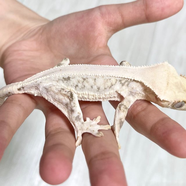 릴리화이트 솔리드백 풀핀 화이트 화이트포트홀 드리피