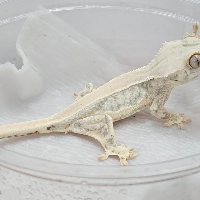 릴리화이트 솔리드백 풀핀 화이트 화이트포트홀 드리피