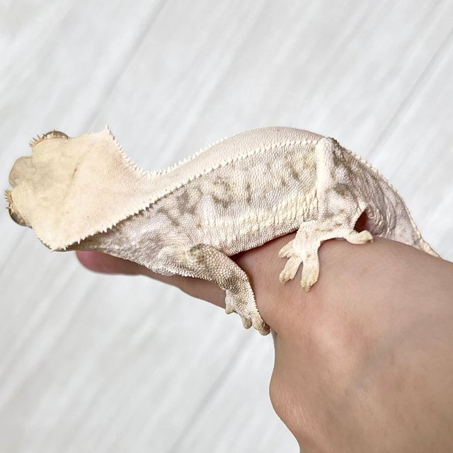 릴리화이트 솔리드백 풀핀 화이트 화이트포트홀 드리피