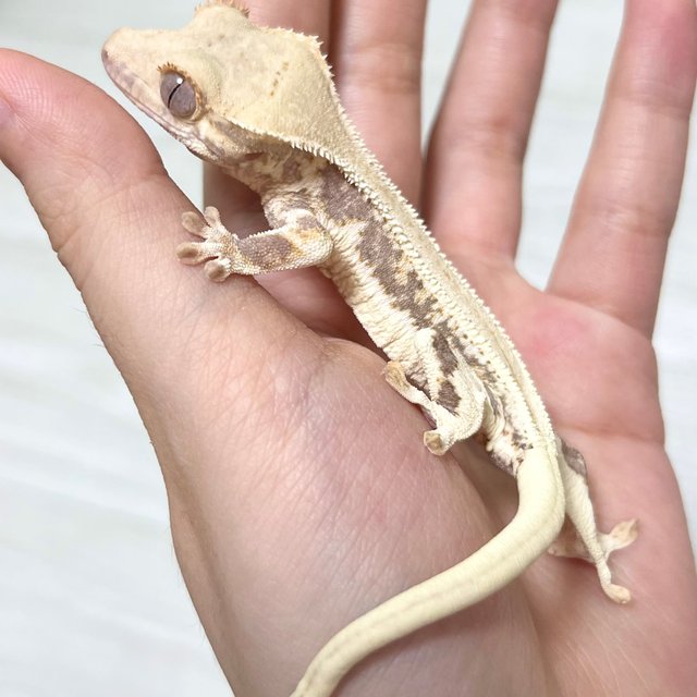 릴리화이트 드리피 화이트포트홀 화이트 풀핀