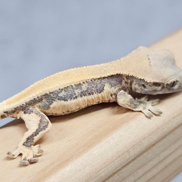 릴리화이트 드리피 화이트포트홀 화이트 풀핀