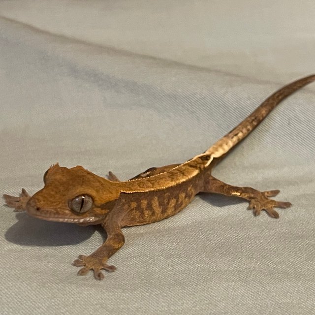 카푸치노 엠티백 화이트핀 다크