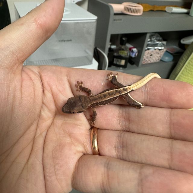 팬텀 프라푸치노