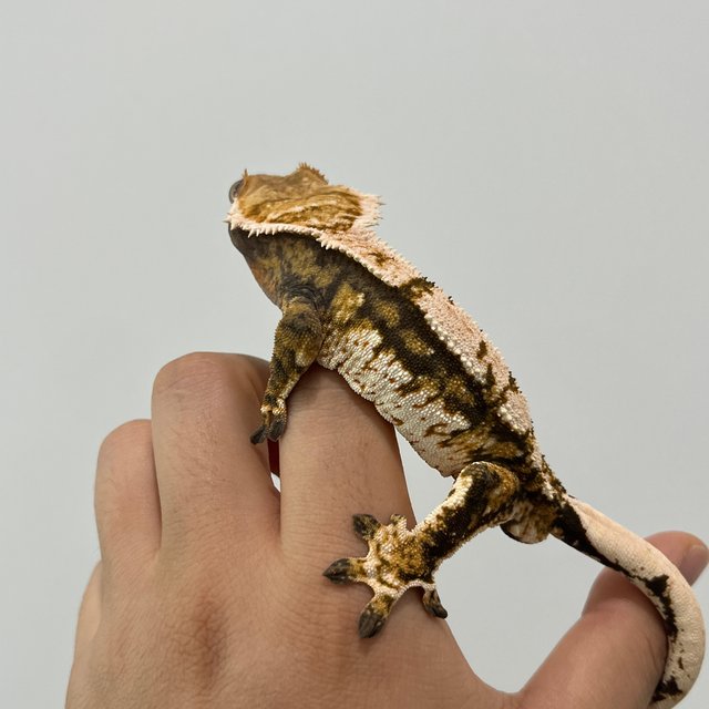 트라이 익스트림할리퀸