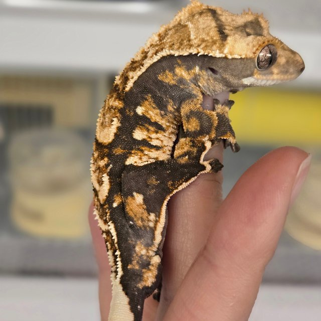 노멀 트라이 텐저린