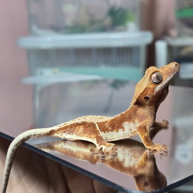 릴리화이트 레드