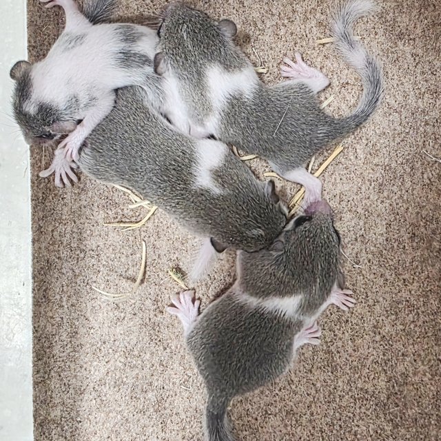 하이 화이트 노말 파이드 루시스틱