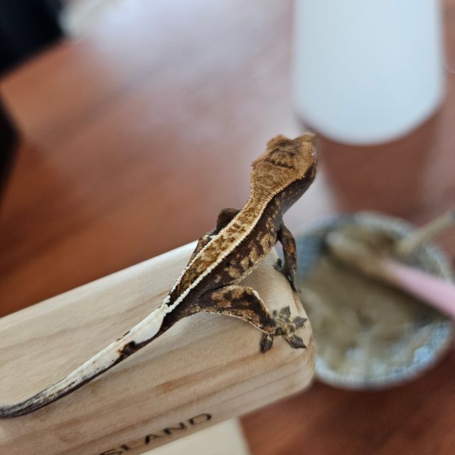 카푸치노 핀스트라이프 화이트핀