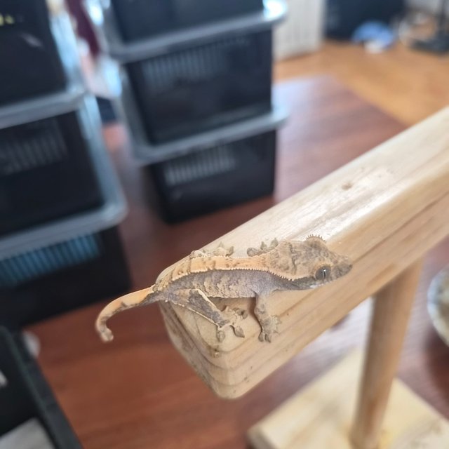 노멀 트라이 화이트스팟