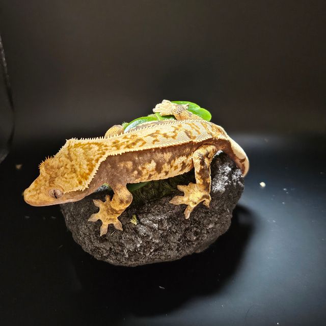 노멀 트라이 핀스트라이프