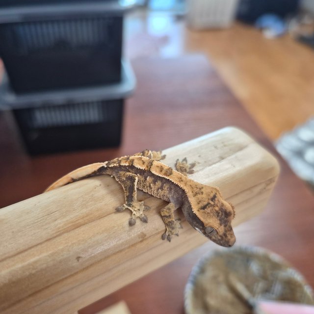 노멀 트라이 화이트스팟