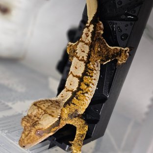 트라이 익스트림할리퀸 텐저린 화이트스팟