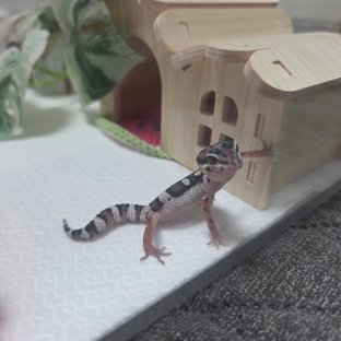 스노우