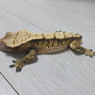 익스트림할리퀸 트라이