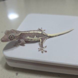 릴잔틱