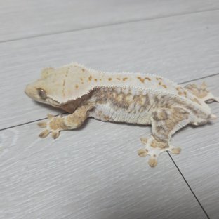 트라이 릴리화이트