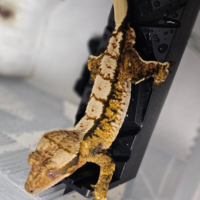 트라이 익스트림할리퀸 텐저린 화이트스팟