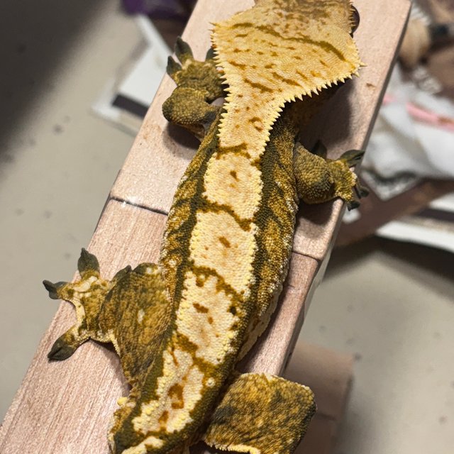 트라이 익스트림할리퀸 텐저린 화이트스팟