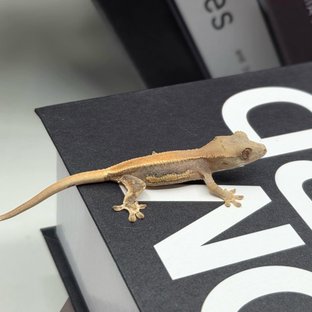 솔리드백 릴리100%헷아잔틱