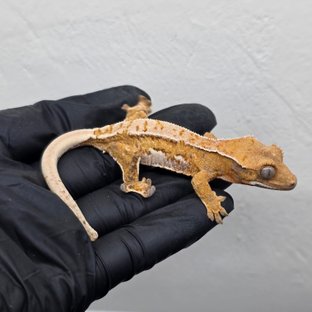 레이지 바브 트라이