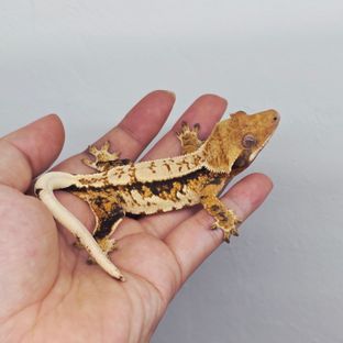 트라이